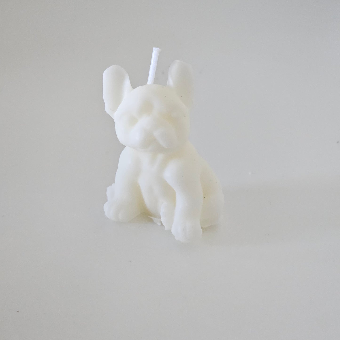 Französische Bulldogge